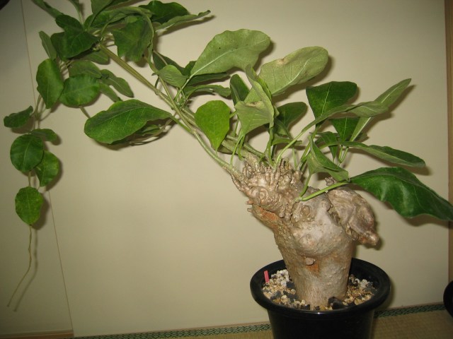 Cibirhiza albersiana ̎ʐ^