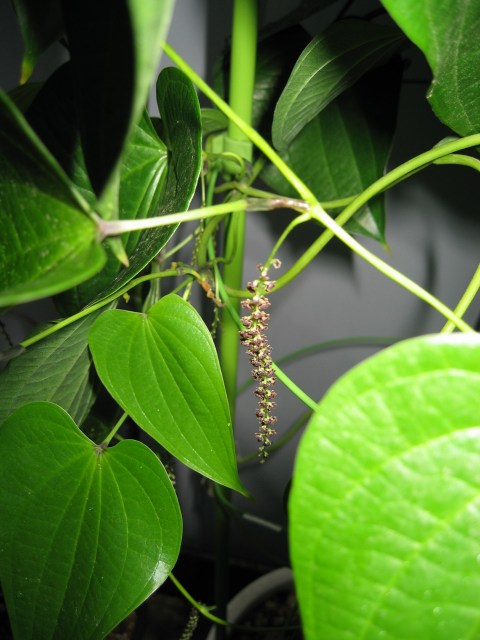 Dioscorea macrostachya YԂ̎ʐ^