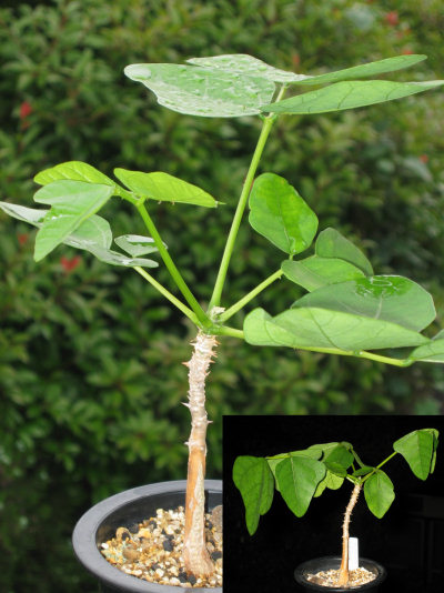 Erythrina livingstoniana ̎ʐ^