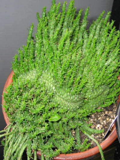 Euphorbia flanaganii f. cristata E̎ʐ^