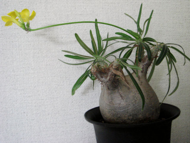 Pachypodium rosulatum var. gracilius ̎ʐ^