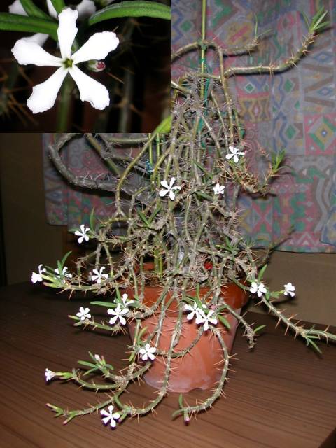 Pachypodium succulentum flower̎ʐ^