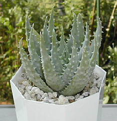 Aloe pretoriensis ̎ʐ^