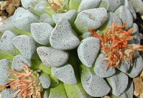 Crassula mesembrianthemopsis の写真