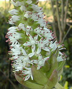 Orostachys japonicum flower̎ʐ^