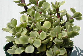 Portulacaria afra var. variegata ̎ʐ^