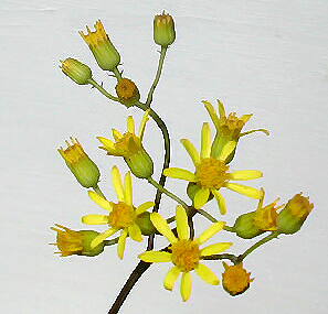 Senecio crasihamata flower