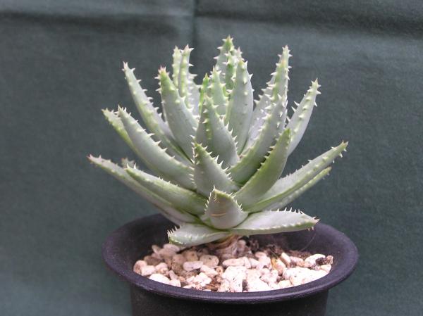 Aloe brevifolia var. postgenita ̎ʐ^