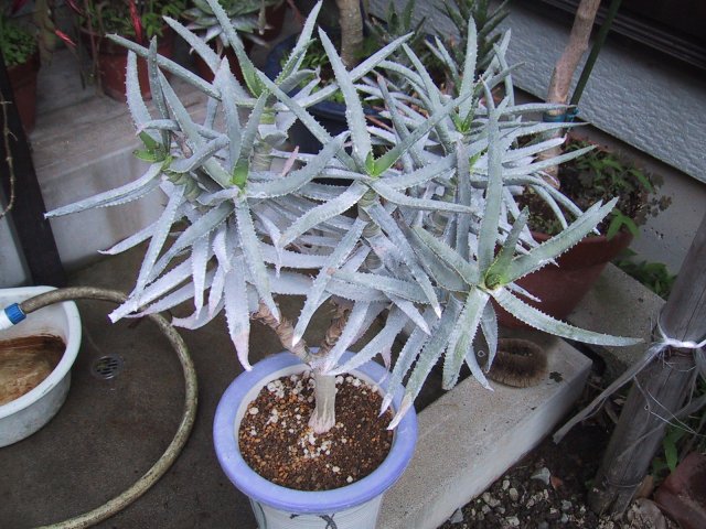 Aloe ramosissima ̎ʐ^