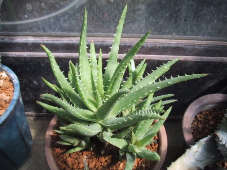 Aloe zebrina ̎ʐ^