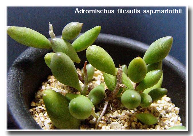Adromischus filicaulis ssp. marlothii の写真