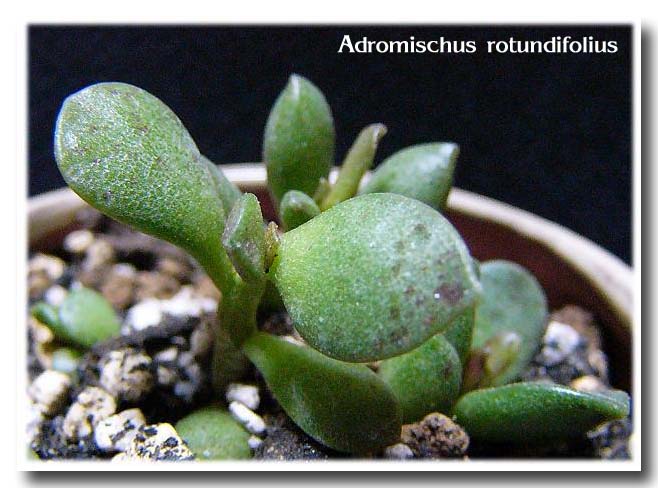 Adromischus rotundifolius の写真