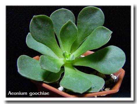 Aeonium goochiae 