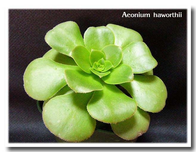Aeonium haworthii 