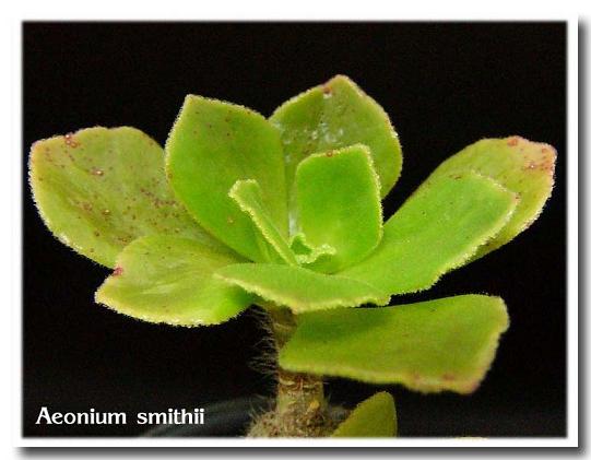 Aeonium smithii 