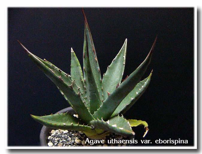 Agave uthaensis var. nevadensis ̎ʐ^