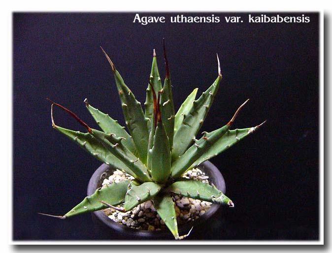 Agave uthaensis var. kaibabensis ̎ʐ^