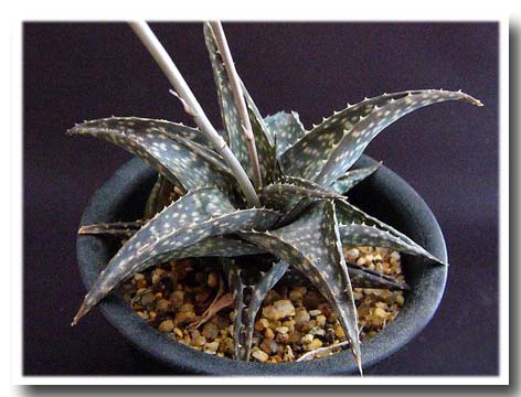 Aloe descoingsii ssp. augustina ̎ʐ^