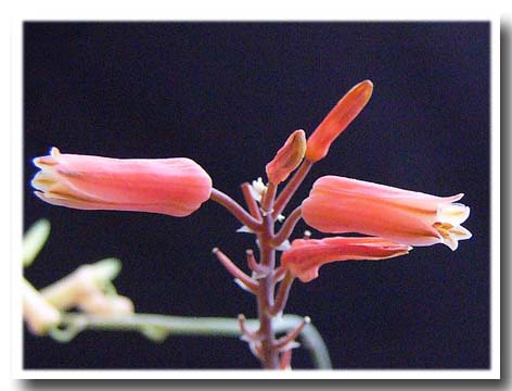 Aloe descoingsii ssp. augustina flower̎ʐ^