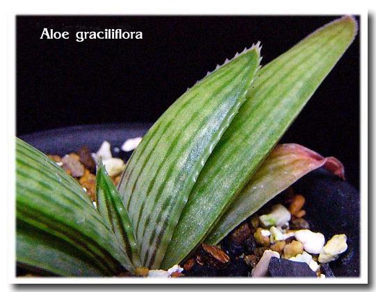 Aloe graciliflora ̎ʐ^