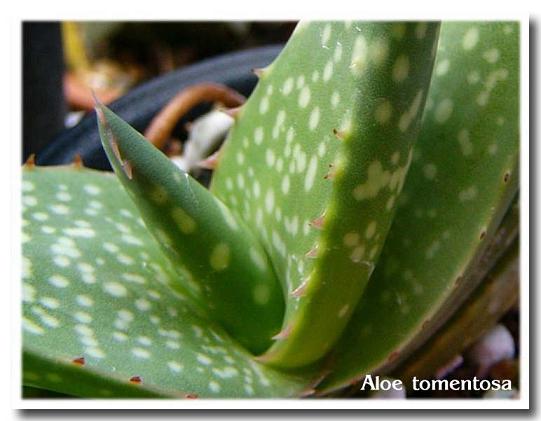 Aloe tomentosa ̎ʐ^