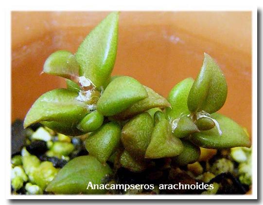 Anacampseros arachnoides ̎ʐ^