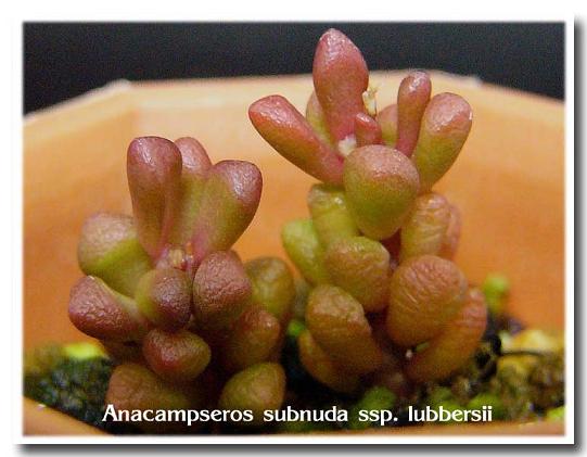 Anacampseros subnuda ssp. lubbersii ̎ʐ^