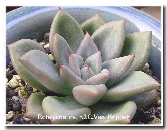 Echeveria cv. J.C. Van Keppel ̎ʐ^