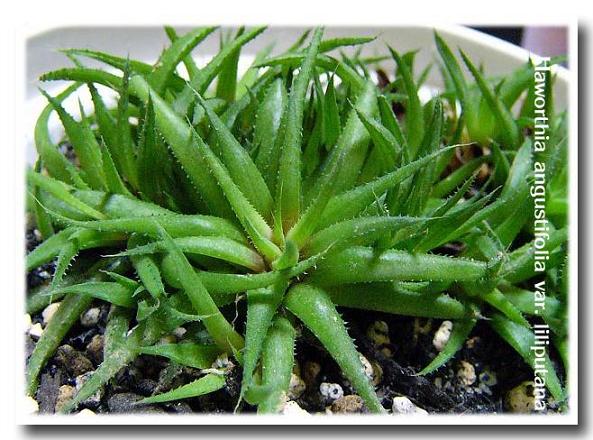 Haworthia angustifolia var. liliputana ̎ʐ^
