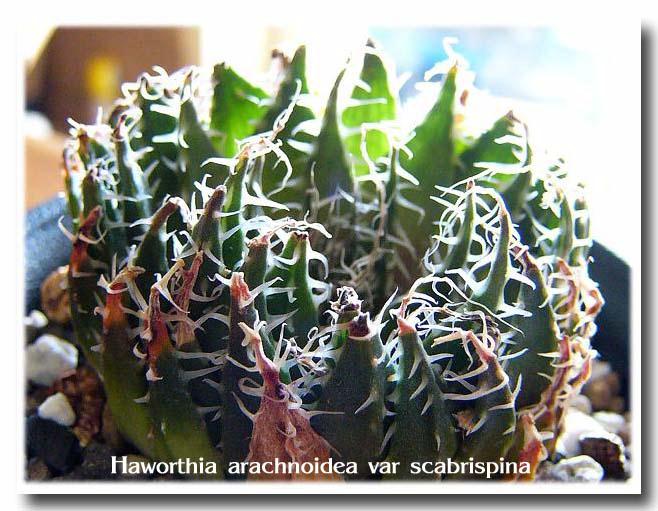 Haworthia arachnoidea var. scabrispina ̎ʐ^