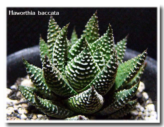 Haworthia baccata ̎ʐ^