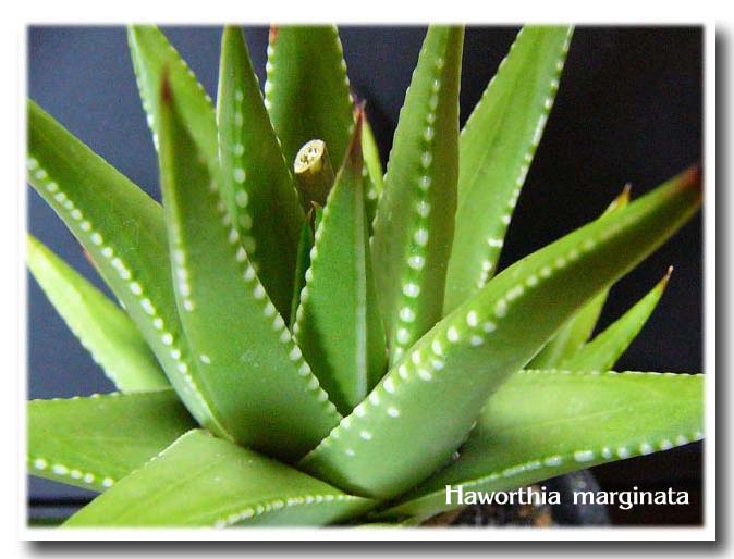 Haworthia marginata ̎ʐ^