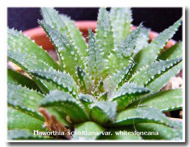 Haworthia schldtiana var. whitesloneana ̎ʐ^