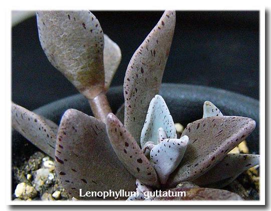 Lenophyllum guttatum ̎ʐ^