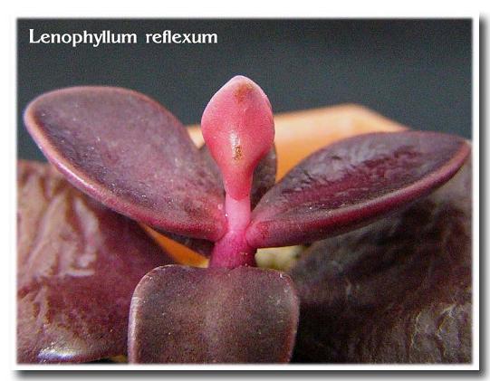 Lenophyllum reflexum ̎ʐ^