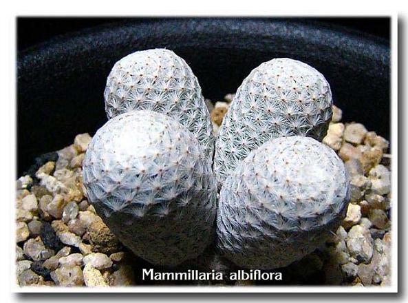 Mammillaria albiflora ̎ʐ^