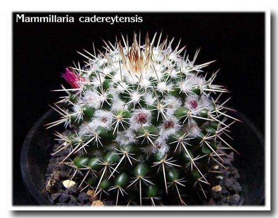 Mammillaria cadereytensis ̎ʐ^