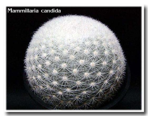 Mammillaria candida ̎ʐ^