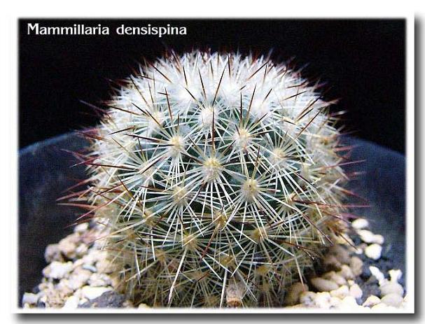 Mammillaria densispina ̎ʐ^