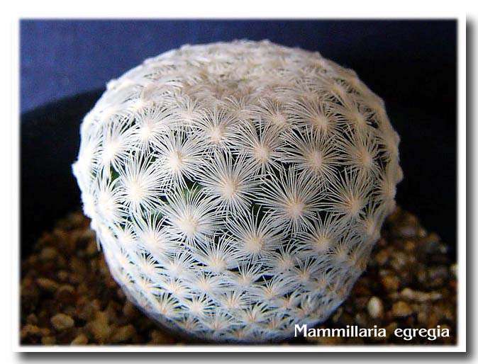 Mammillaria egregia ̎ʐ^