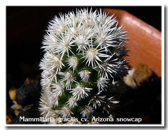 Mammillaria gracilis 'Arizona Snowcap' ̎ʐ^