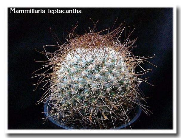 Mammillaria leptacantha ̎ʐ^