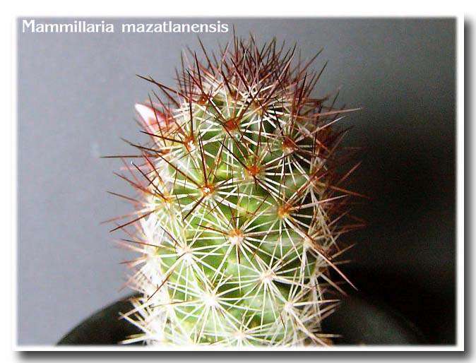 Mammillaria mazatlanensis ̎ʐ^