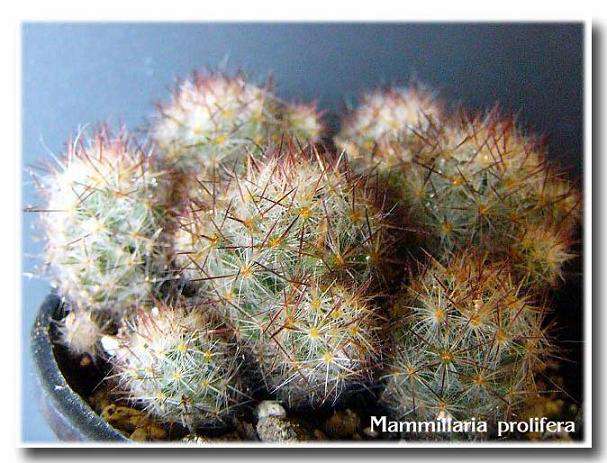 Mammillaria prolifera ̎ʐ^