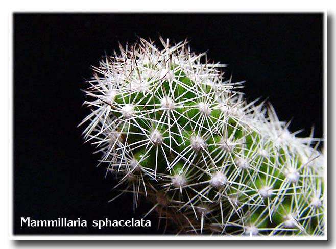 Mammillaria sphacelata ̎ʐ^