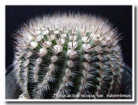 Notocactus scopa var. ruberrimus ̎ʐ^