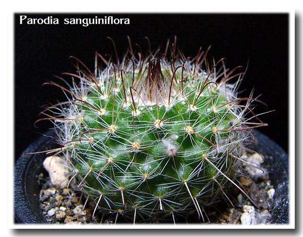 Parodia sanguiniflora ̎ʐ^