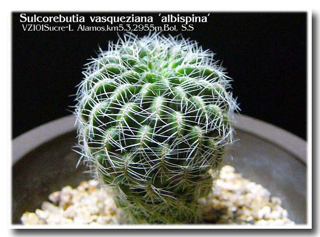 Sulcorebutia vasqueziana 'Albispina' ̎ʐ^