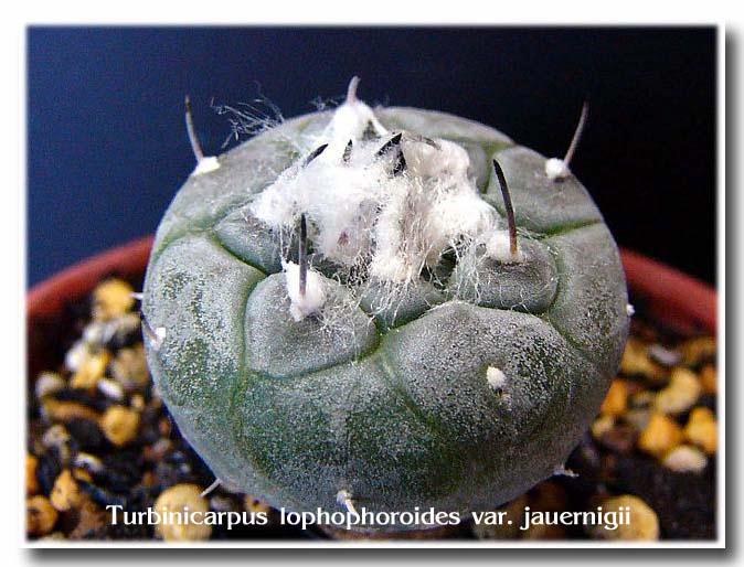 Turbinicarpus lophophoroides var. jauernigii ̎ʐ^