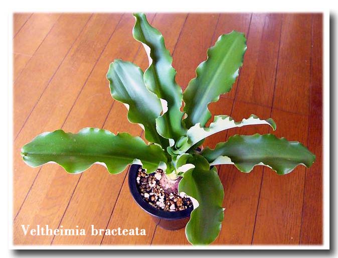Veltheimia bracteata ̎ʐ^